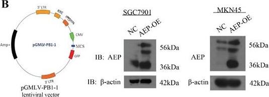 Detection of Mouse Legumain/Asparaginyl Endopeptidase by Western Blot