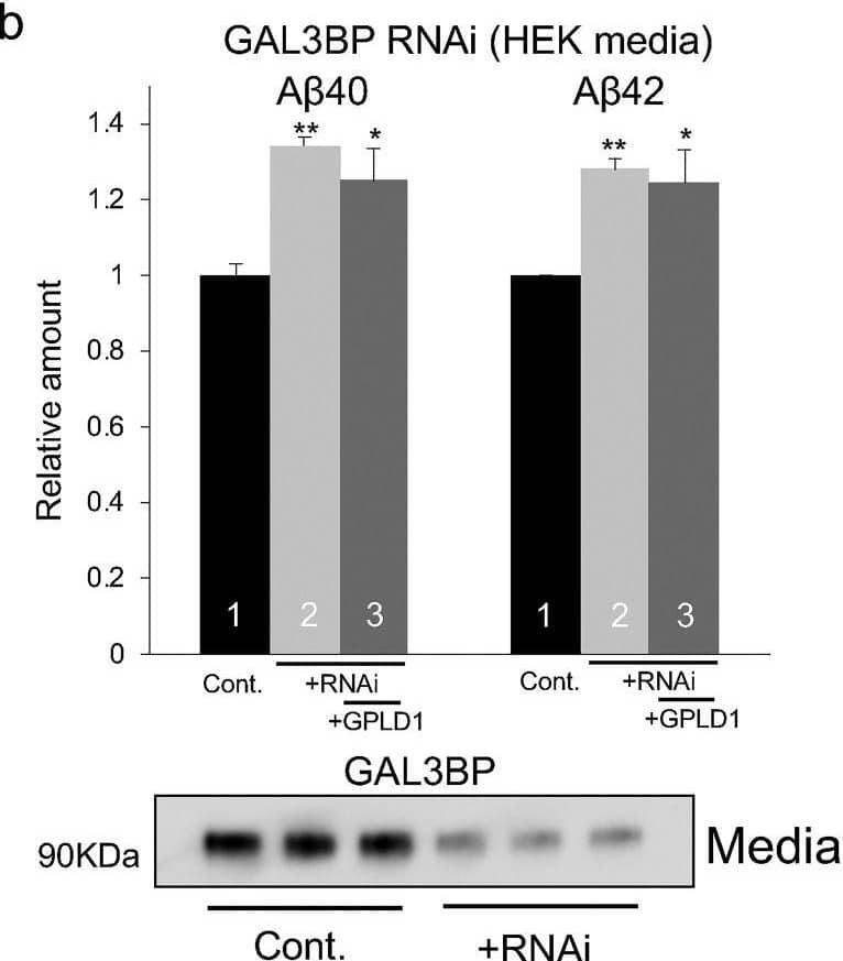 Detection of Galectin-3BP/MAC-2BP by Western Blot