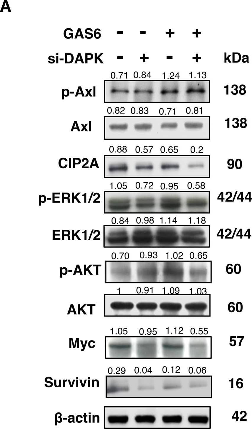 Detection of Rat Human Phospho-Axl (Y779) Antibody by Western Blot