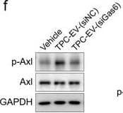 Detection of Human Axl by Western Blot