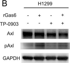 Detection of Human Axl by Western Blot