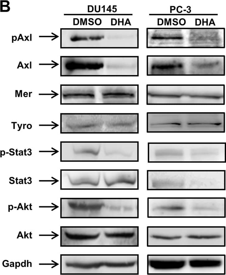 Human Phospho-Axl (Y779) Antibody (AF2228) by R&D Systems