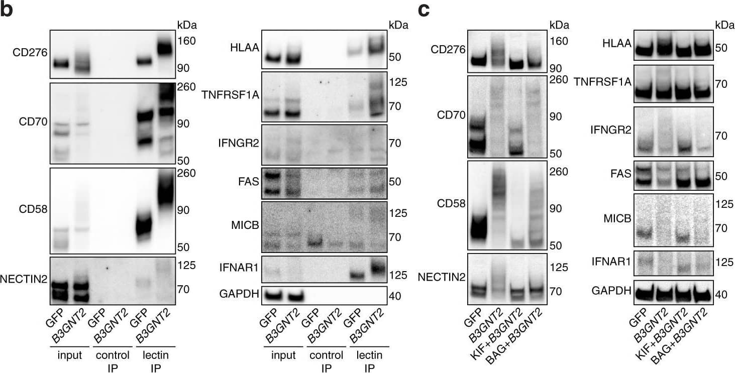 Detection of Human Nectin-2/CD112 by Western Blot