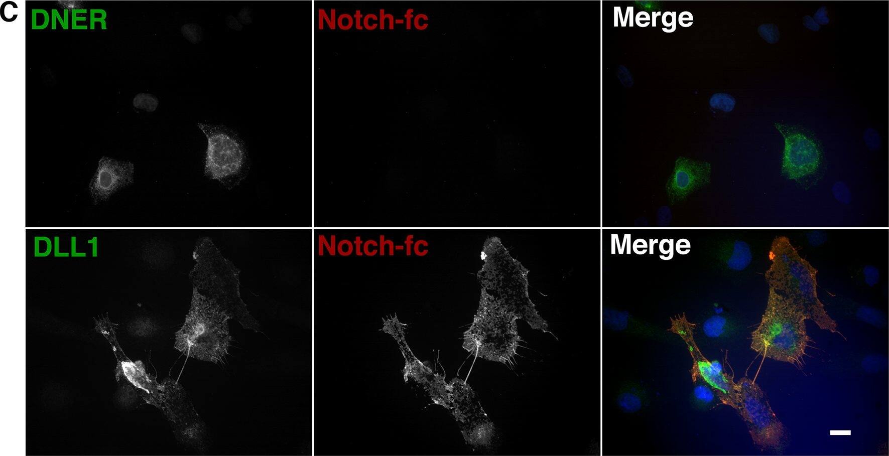 Detection of Human DNER by Immunocytochemistry/Immunofluorescence