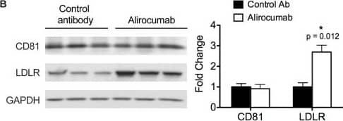 Detection of Mouse LDLR by Western Blot