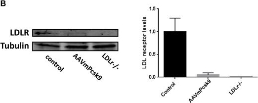 Detection of Mouse LDLR by Western Blot