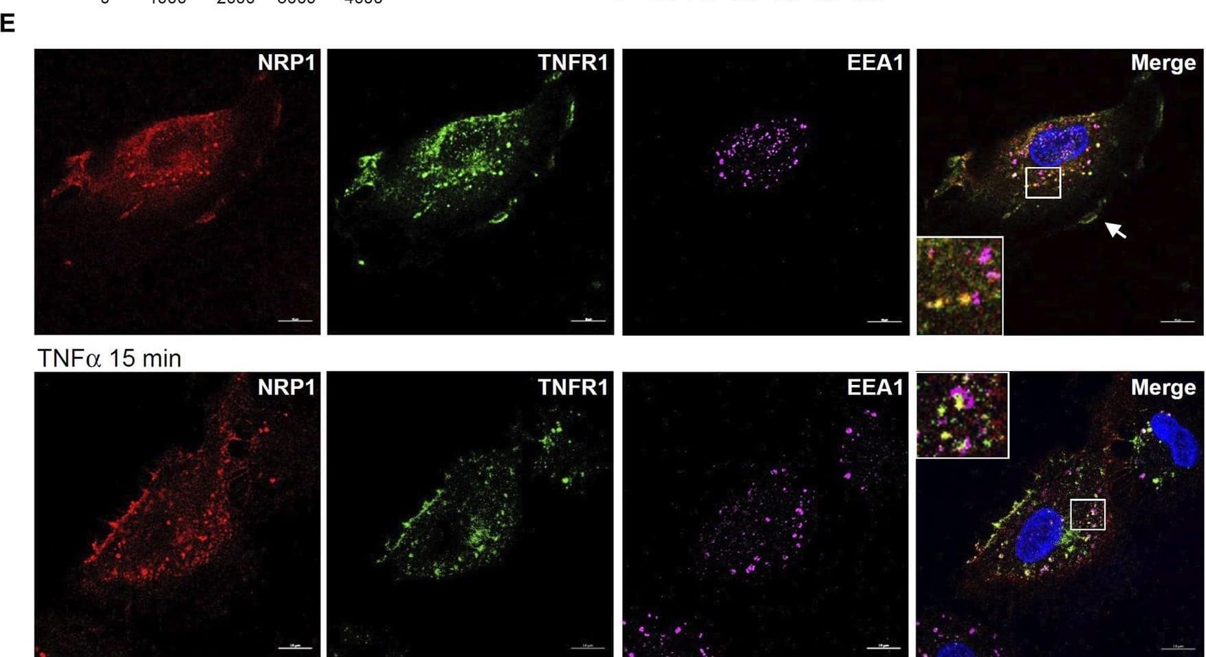 Detection of Human TNF RI/TNFRSF1A by Immunocytochemistry/ Immunofluorescence