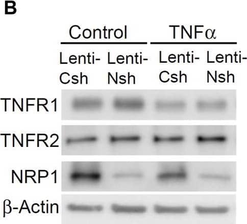 Detection of Human TNF RI/TNFRSF1A by Western Blot