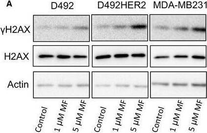 Detection of Phospho-Histone H2AX (S139) by Western Blot