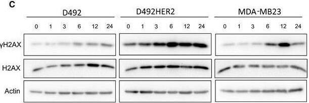 Detection of Phospho-Histone H2AX (S139) by Western Blot