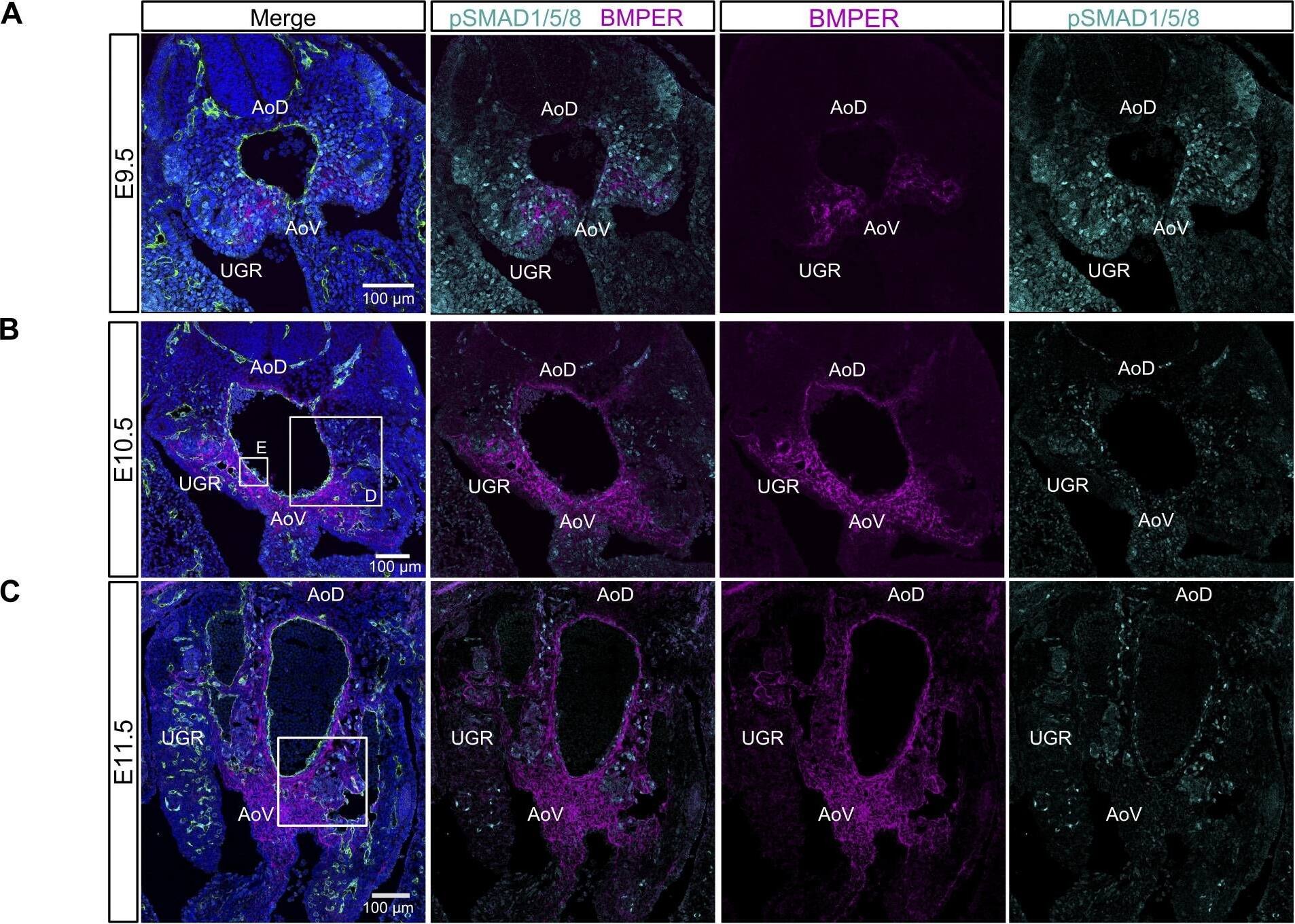 Detection of Mouse Crossveinless-2/CV-2/BMPER by Immunocytochemistry/Immunofluorescence