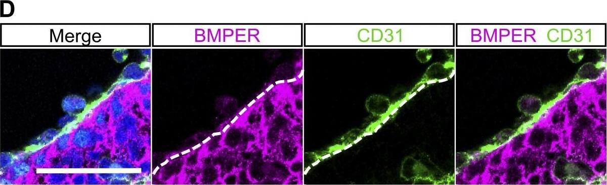 Detection of Mouse Crossveinless-2/CV-2/BMPER by Immunocytochemistry/Immunofluorescence