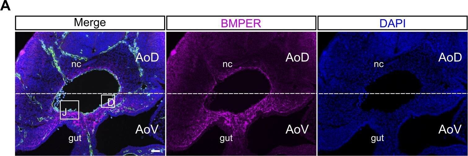 Detection of Mouse Crossveinless-2/CV-2/BMPER by Immunocytochemistry/Immunofluorescence
