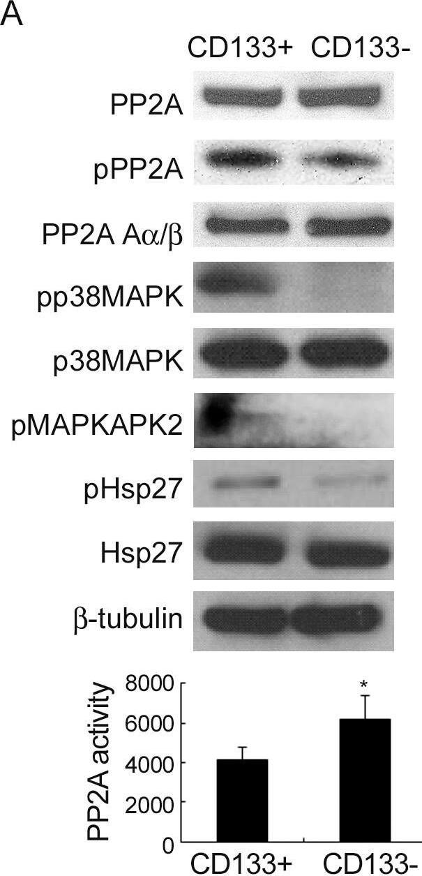 Detection of HSP27 by Western Blot