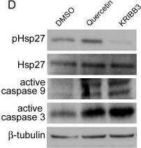 Detection of HSP27 by Western Blot