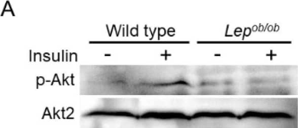 Detection of Mouse Akt2 by Western Blot