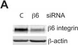 Detection of Human Integrin beta 6 by Western Blot