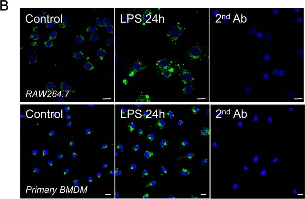 Detection of Mouse Thrombospondin-4 by Immunocytochemistry/Immunofluorescence