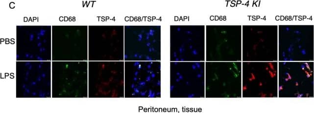 Detection of Mouse Thrombospondin-4 by Immunocytochemistry/Immunofluorescence