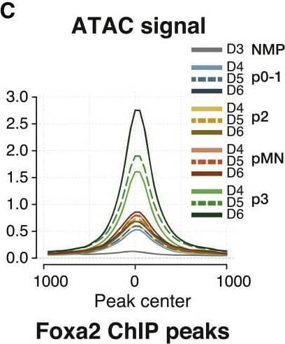 Detection of HNF-3 beta/FoxA2 by Flow Cytometry