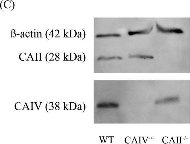 Detection of Carbonic Anhydrase IV/CA4 by Western Blot