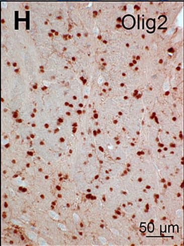 Detection of Mouse Olig2 by Immunocytochemistry/Immunofluorescence
