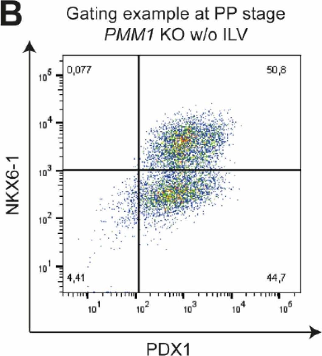 Detection of PDX-1/IPF1 by Flow Cytometry