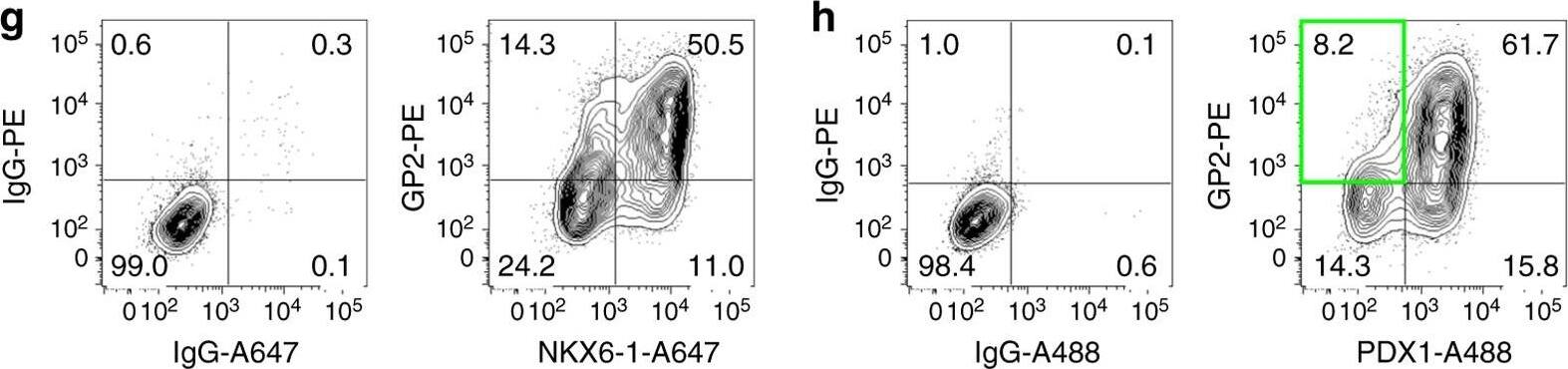 Detection of Human Human PDX-1/IPF1 Antibody by Flow Cytometry