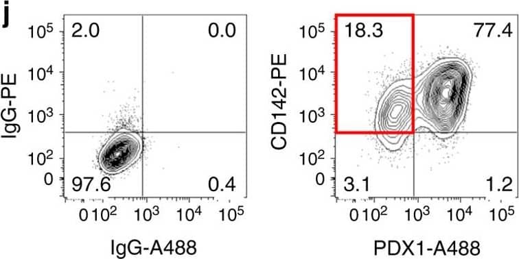 Detection of Human Human PDX-1/IPF1 Antibody by Flow Cytometry