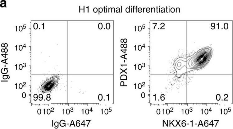 Detection of Human Human PDX-1/IPF1 Antibody by Flow Cytometry