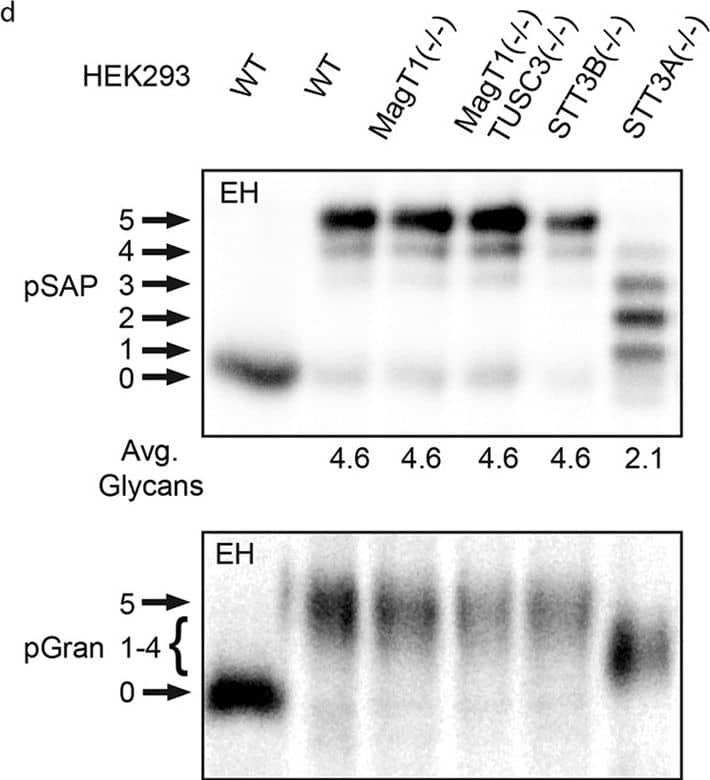 Detection of Human Progranulin/PGRN by Western Blot