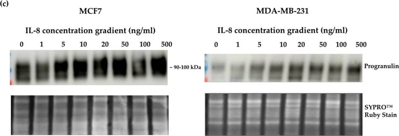 Detection of Progranulin/PGRN by Western Blot