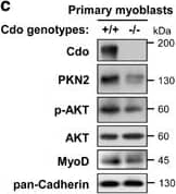 Detection of Mouse CDO by Knockout Validated