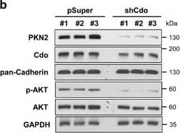 Detection of Mouse CDO by Knockdown Validated
