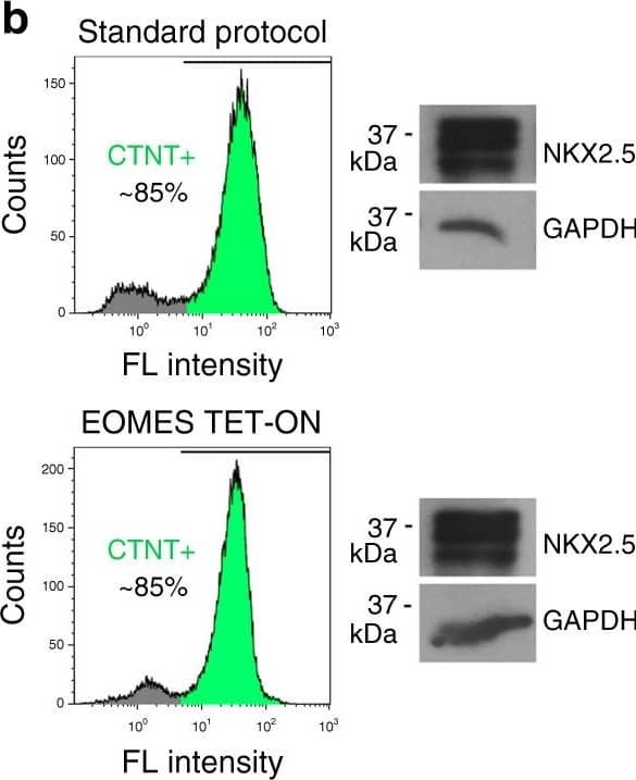 Detection of Human NKX2.5 by Western Blot