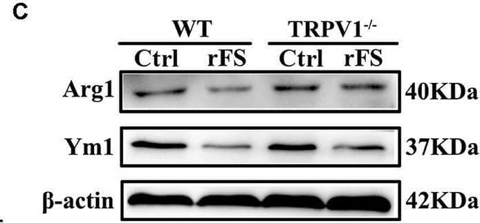 Detection of YM1/Chitinase 3-like 3 by Western Blot