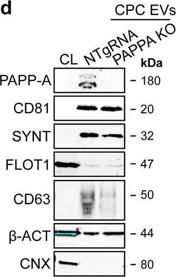 Detection of Human Pappalysin-1/PAPP-A by Western Blot