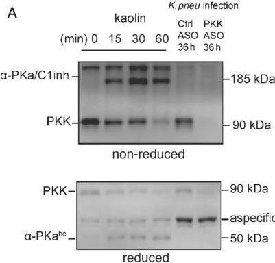 Detection of Plasma Kallikrein/KLKB1 by Western Blot