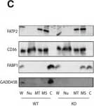 Detection of Mouse CD36/SR-B3 by Western Blot
