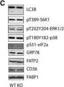 Detection of Mouse CD36/SR-B3 by Western Blot