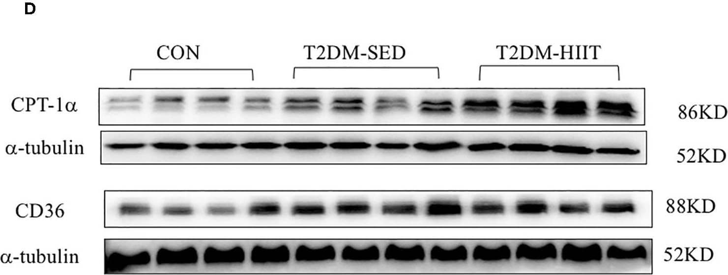 Detection of Mouse CD36/SR-B3 by Western Blot