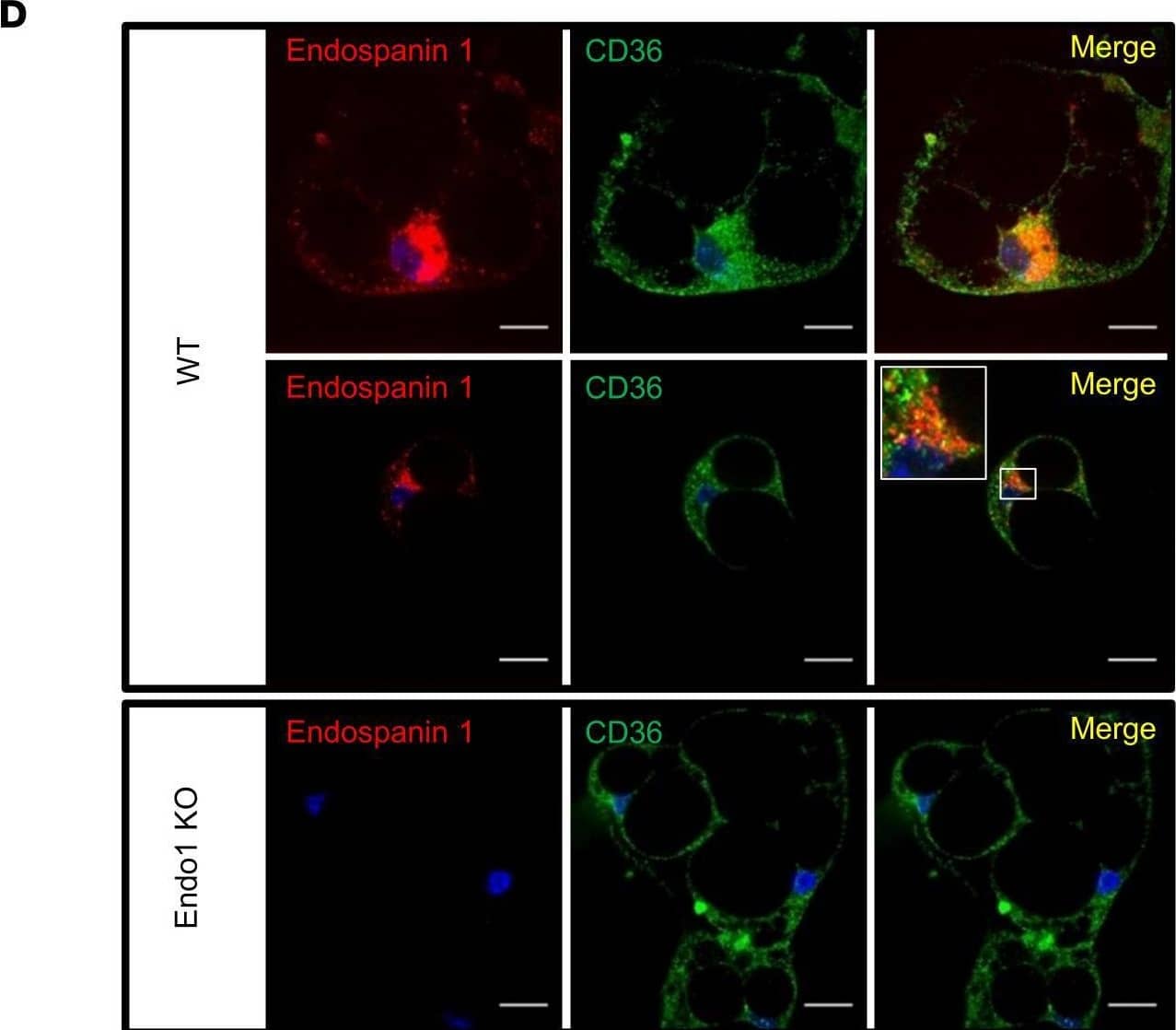 Detection of Mouse CD36/SR-B3 by Immunocytochemistry/ Immunofluorescence