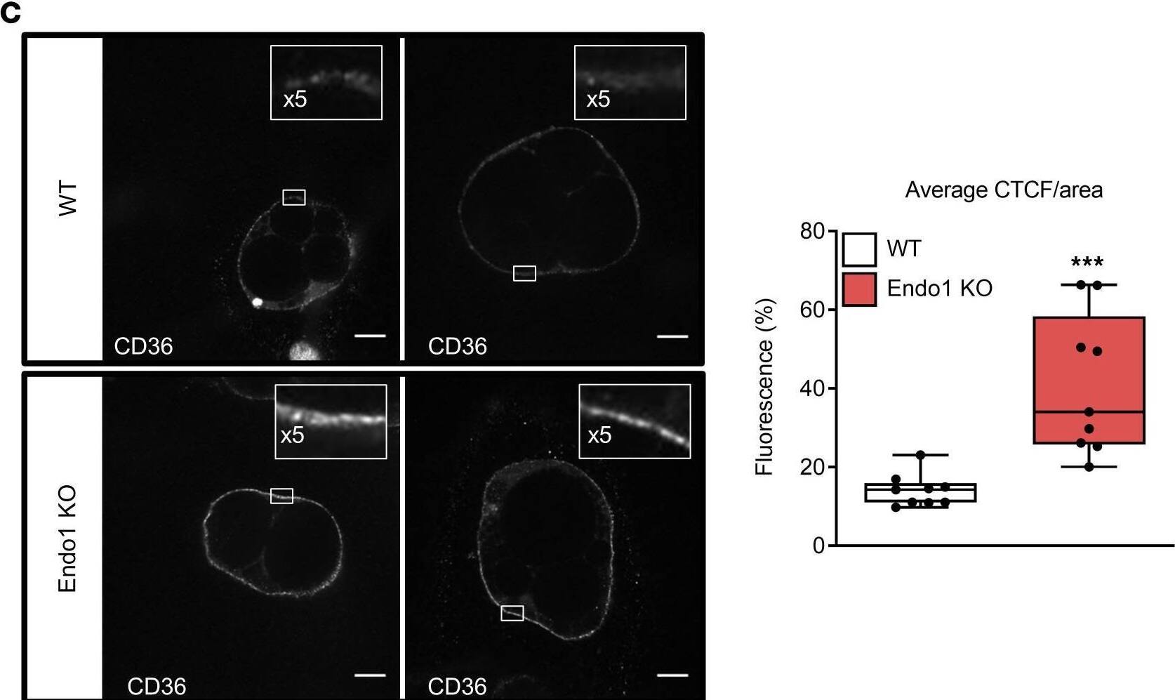 Detection of Mouse CD36/SR-B3 by Immunocytochemistry/ Immunofluorescence
