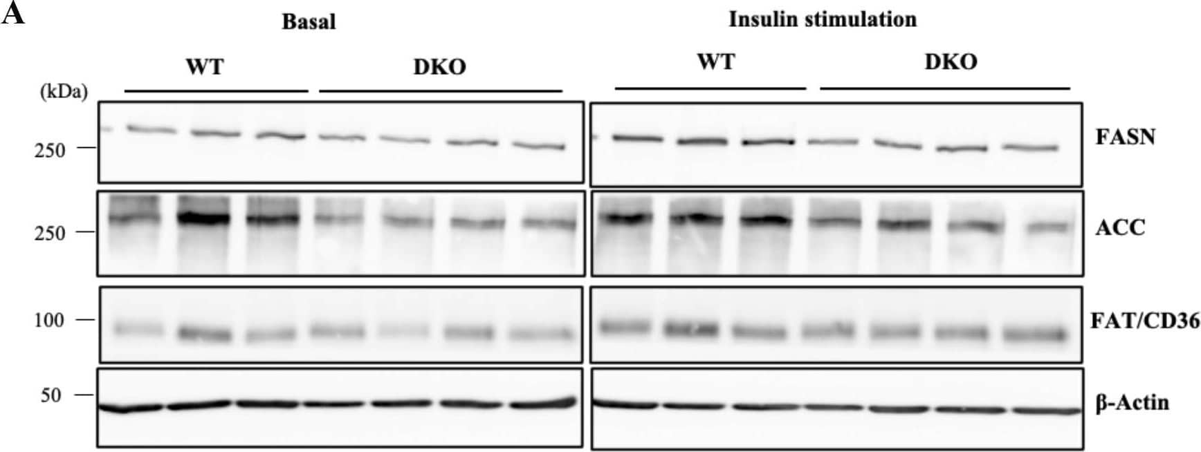 Detection of CD36/SR-B3 by Western Blot