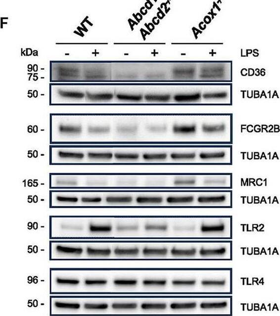 Detection of Mouse CD36/SR-B3 by Western Blot