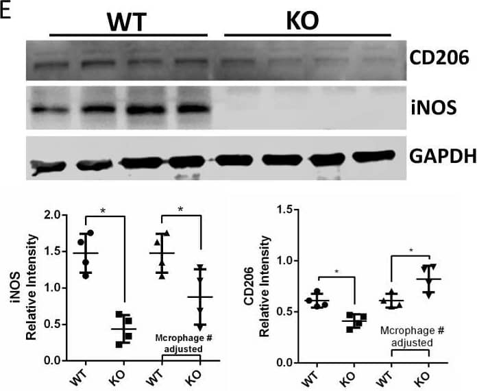 Detection of Mouse MMR/CD206/Mannose Receptor by Western Blot