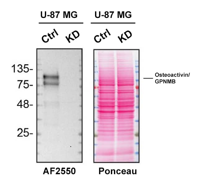 Western Blot Shows Osteoactivin/GPNMB Specificity Using Knockdown Cell Line.