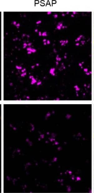 Detection of Mouse Mouse Progranulin/PGRN Antibody by Immunohistochemistry