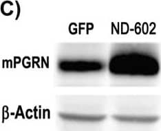 Detection of Mouse Progranulin/PGRN by Western Blot