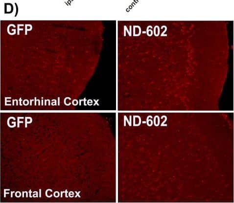 Detection of Mouse Progranulin/PGRN by Immunocytochemistry/Immunofluorescence